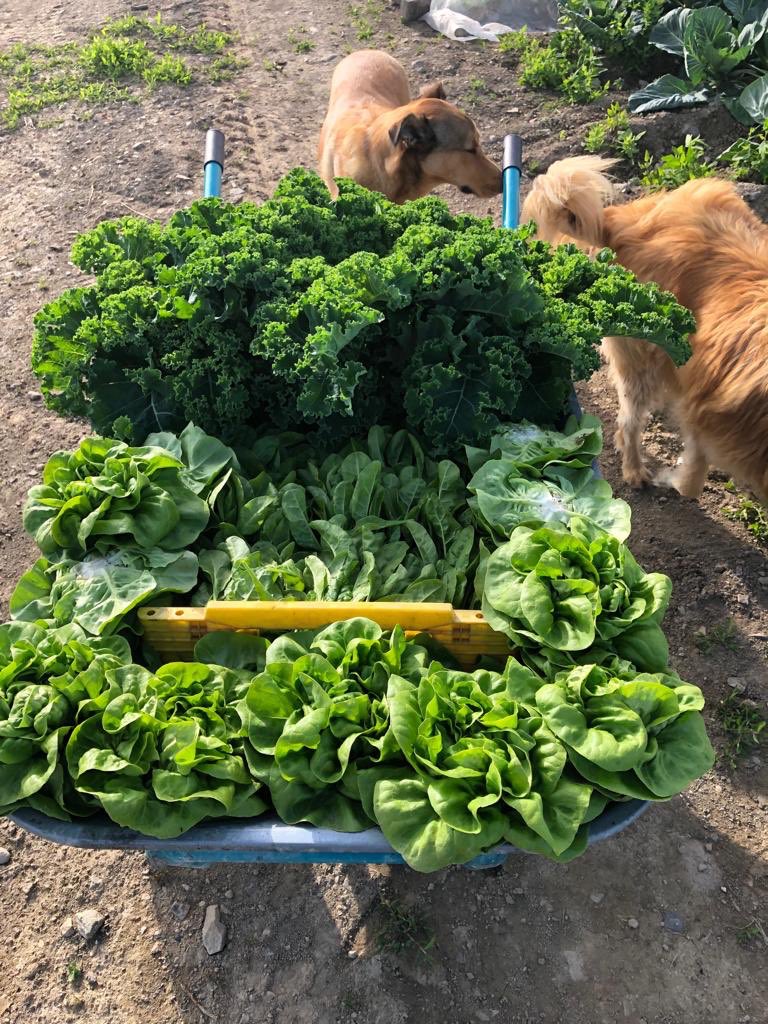 foods_gerry's tweet image. A Greenbarrow full of fresh vegetables, on route shortly to Bryanstown and Skerries Stores #tastethedifference @foods_gerry