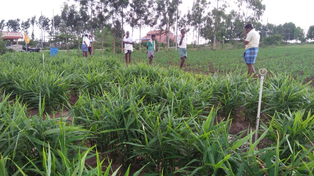 IPLBiologicals's tweet photo. IPL team organised RDA (Result Differentiation activity) at Hankere village of Bangalore on #Ginger #crop in which IPL #Biological Products #VAMShakti, #Soilshakti, #Bactvipe and #Mildown were used by #farmer &amp; got excellent results.
#organicgarming @IPLBiologicals https://t.co/MzyqkOT65J