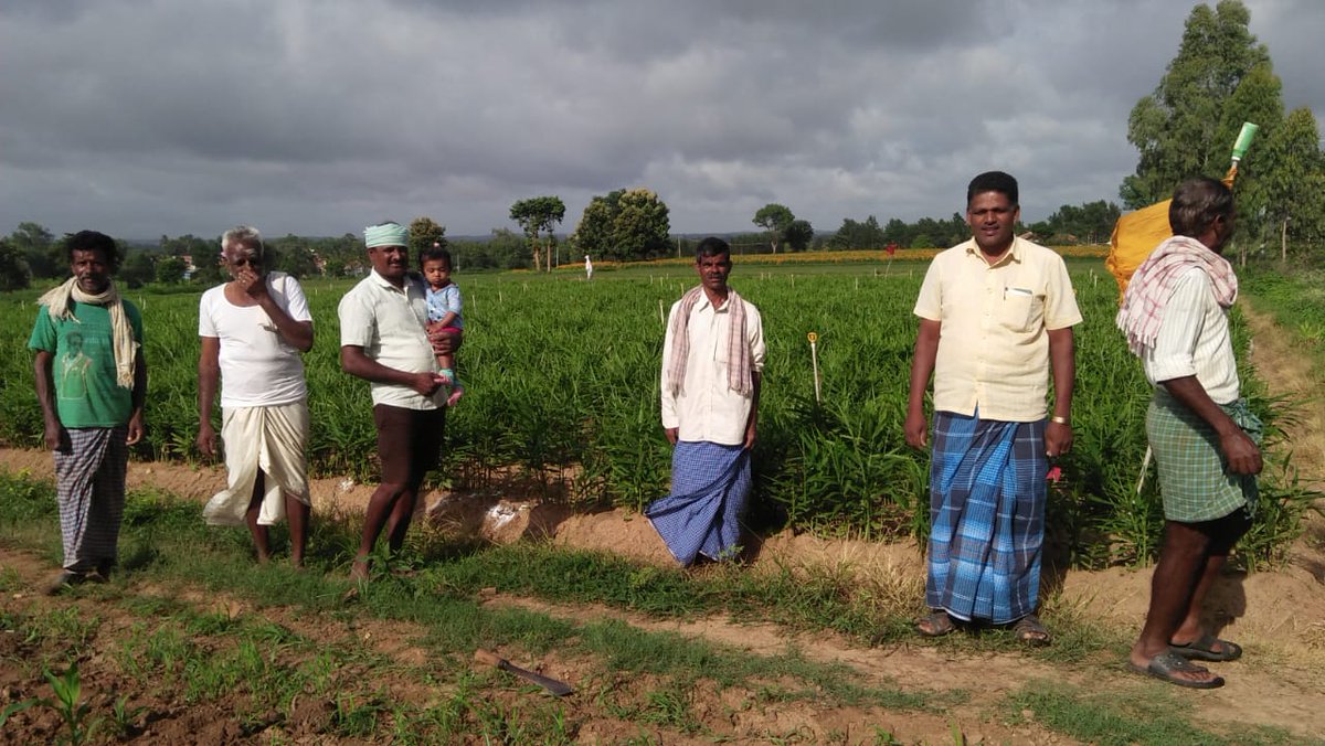 IPLBiologicals's tweet photo. IPL team organised RDA (Result Differentiation activity) at Hankere village of Bangalore on #Ginger #crop in which IPL #Biological Products #VAMShakti, #Soilshakti, #Bactvipe and #Mildown were used by #farmer &amp; got excellent results.
#organicgarming @IPLBiologicals https://t.co/MzyqkOT65J