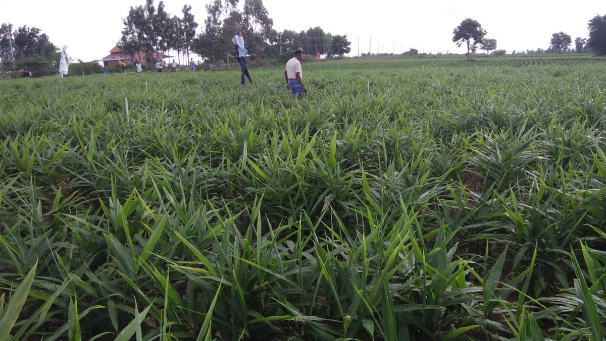 IPLBiologicals's tweet photo. IPL team organised RDA (Result Differentiation activity) at Hankere village of Bangalore on #Ginger #crop in which IPL #Biological Products #VAMShakti, #Soilshakti, #Bactvipe and #Mildown were used by #farmer &amp; got excellent results.
#organicgarming @IPLBiologicals https://t.co/MzyqkOT65J