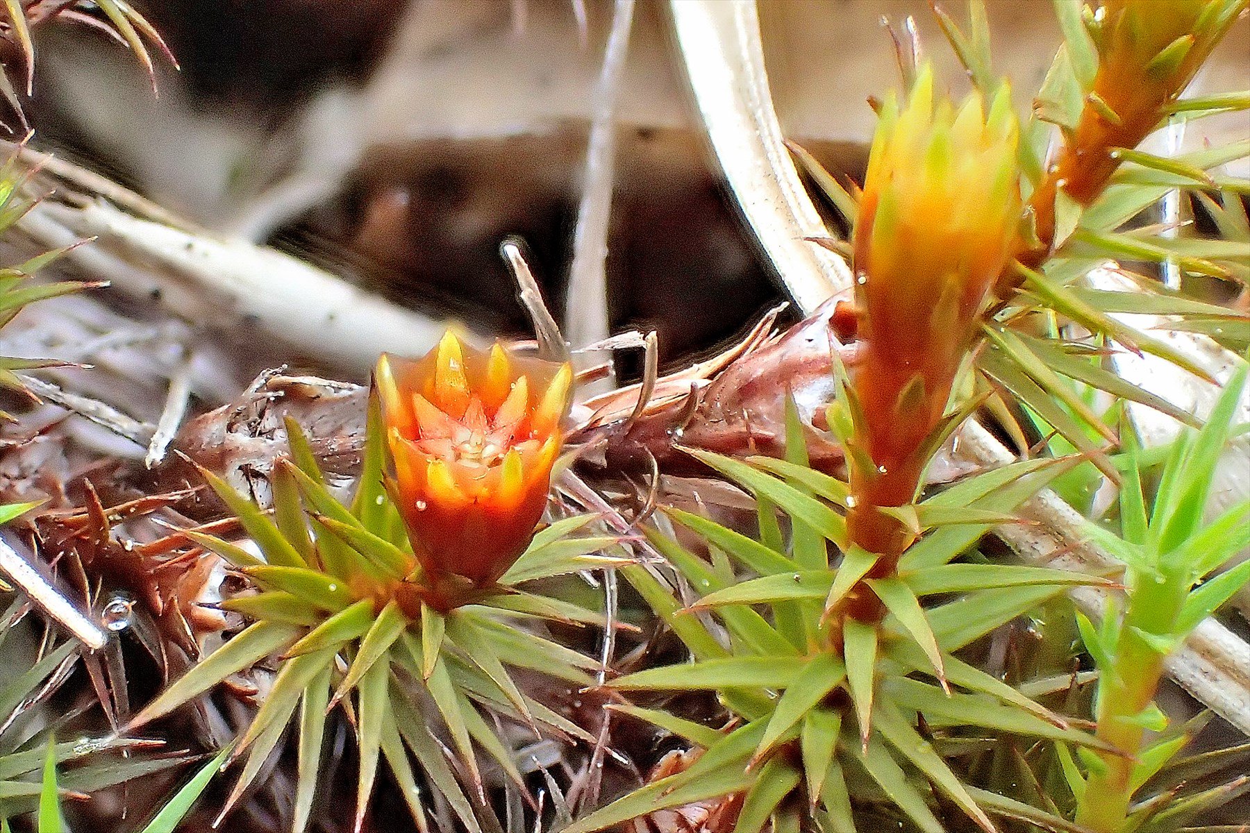とんちんかん とんちの写真館 ウマスギゴケの雄株 お届けは北八ヶ岳 茶水の森 からウマスギゴケの雄株のお届けです スギゴケ の仲間で比較的大型の苔だ ウマスギゴケの雄は花のような器官 雄花盤 をつける ウマスギゴケ群落は明るく湿ったところに
