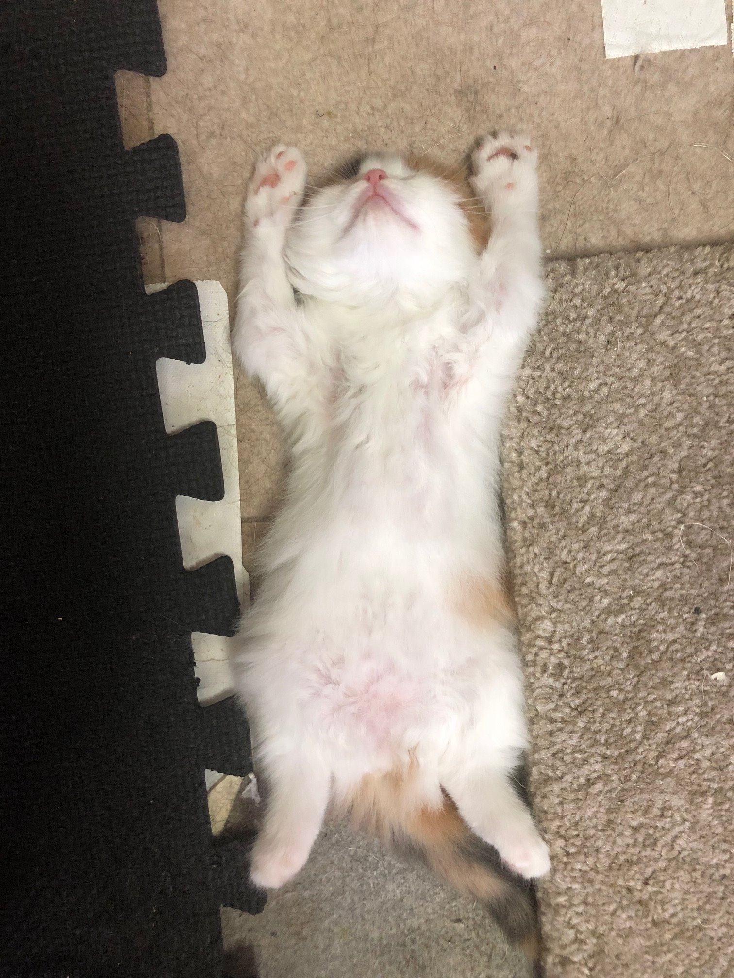 仰向けに寝る子猫 Twitter Search Twitter