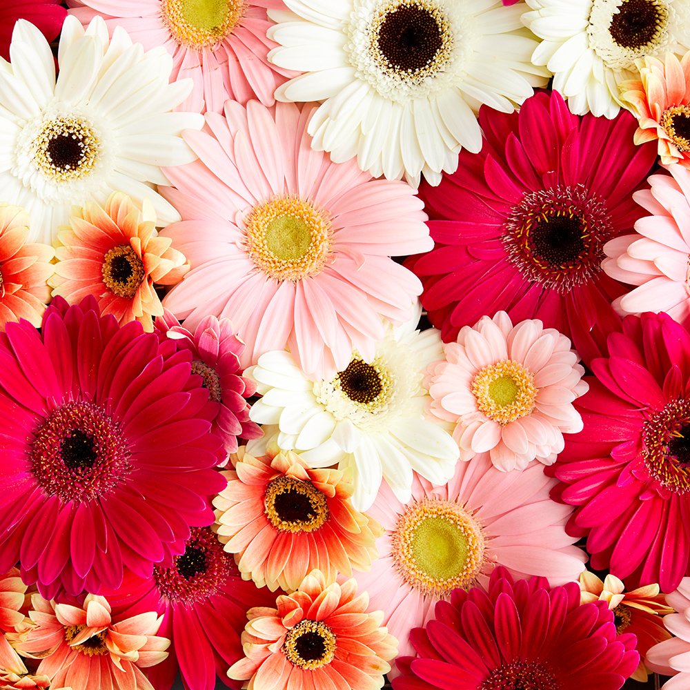Time for a summer screen saver refresh? Head to our Story for your own fresh flower background. 🌸