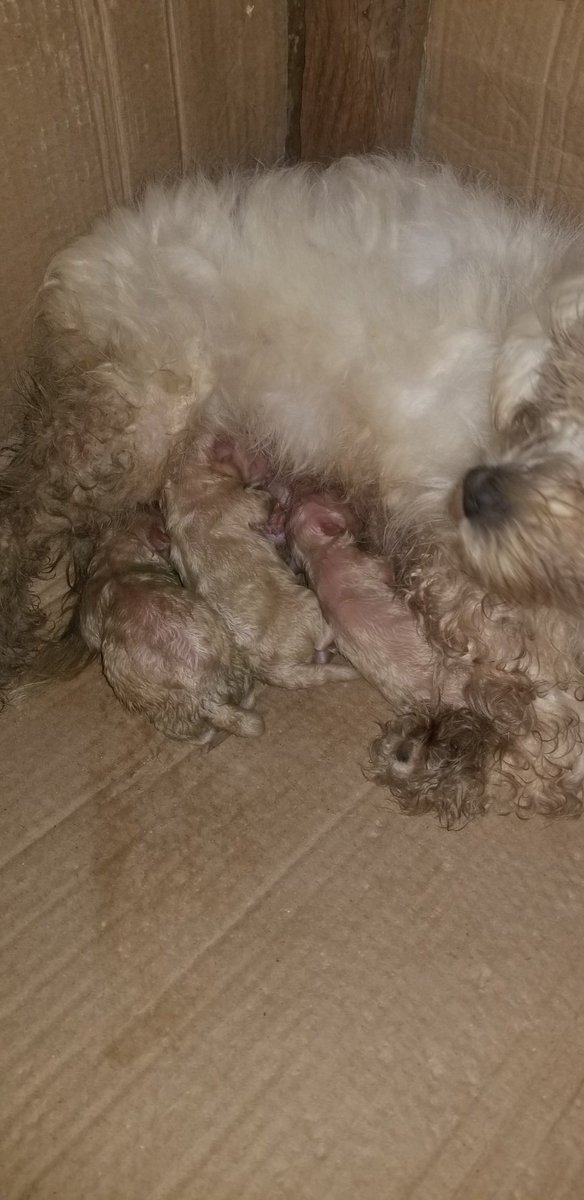 fediskennels's tweet photo. We have new additions to the family...
Congratulations Arya
#dogbirth
#lhasa https://t.co/71AfAjIrnZ