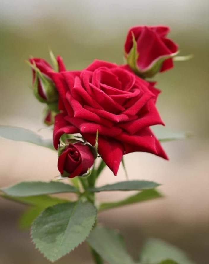 Скинь цветок. Красивые розы. Красивая Розочка. Самые красивые розы. Один красивый цветок.