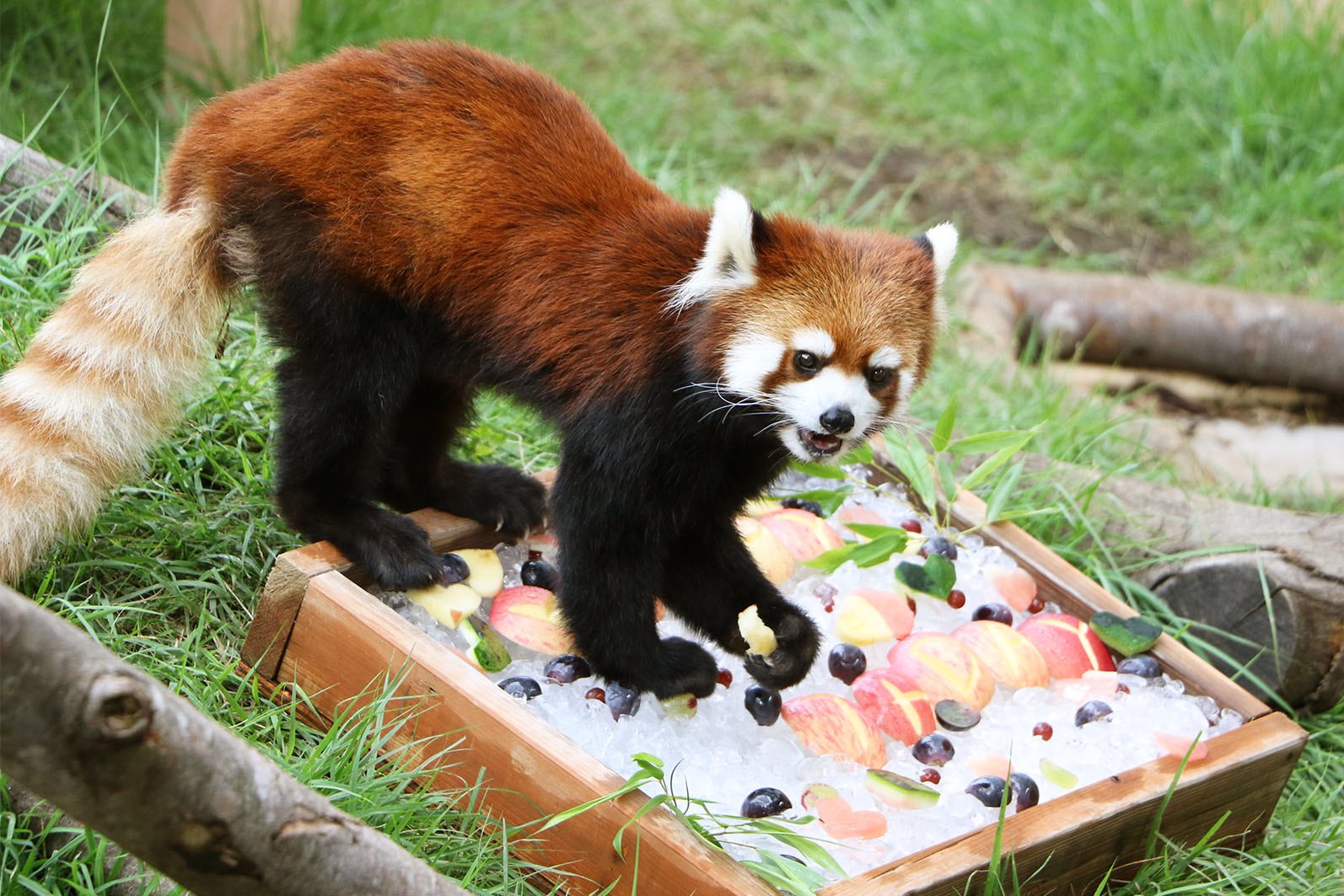横浜 八景島シーパラダイス公式 本日はレッサーパンダ コキン の2歳の誕生日 特製ケーキをプレゼント 少し緊張したのか すぐにケーキを食べには行かず まずはお祝いに駆けつけてくださったみなさんのもとへご挨拶するかのように 行ったり来たり