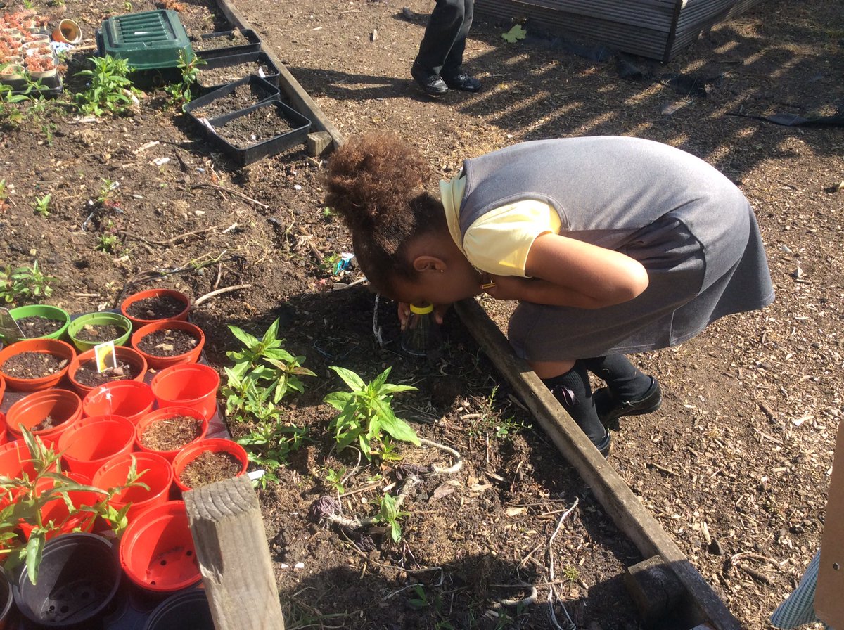 firsprimarysale's tweet photo. #Year1LS #Year1KT #Year2LS Year 1 and Year 2 have teamed up into groups to search for minibeasts. What will we find today? https://t.co/f4Xcu4jyXI