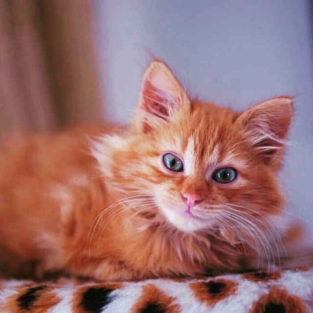 Look how beautiful I am!
#meow #catlovers