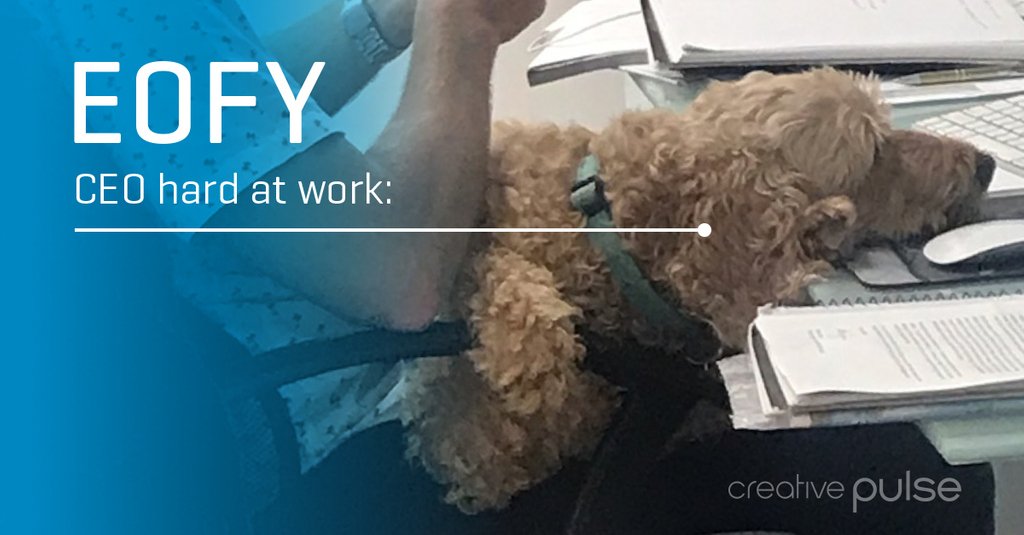 Our tireless CEO Coconut... always at his desk! Anyone else need a nap after EOFY?
————
#eofy #business #creative #branding #design #webdesign #dog #graphicdesign #marketing #sunshinecoast #sunshinecoastbusiness #brisbanebusiness #creativepulse
