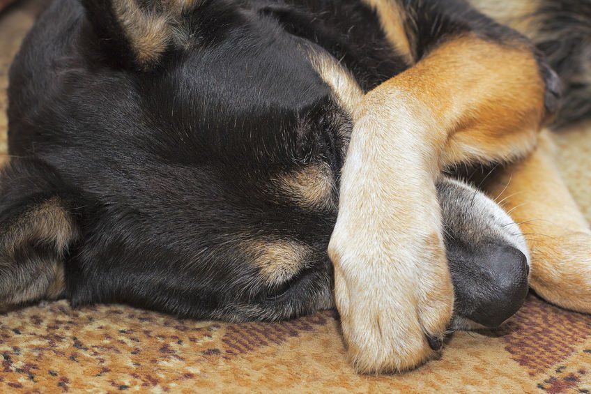 Flexpetz's tweet photo. Why Does My Dog Smell? - https://t.co/B2iYsT4gUp https://t.co/qh02FgLdwC
