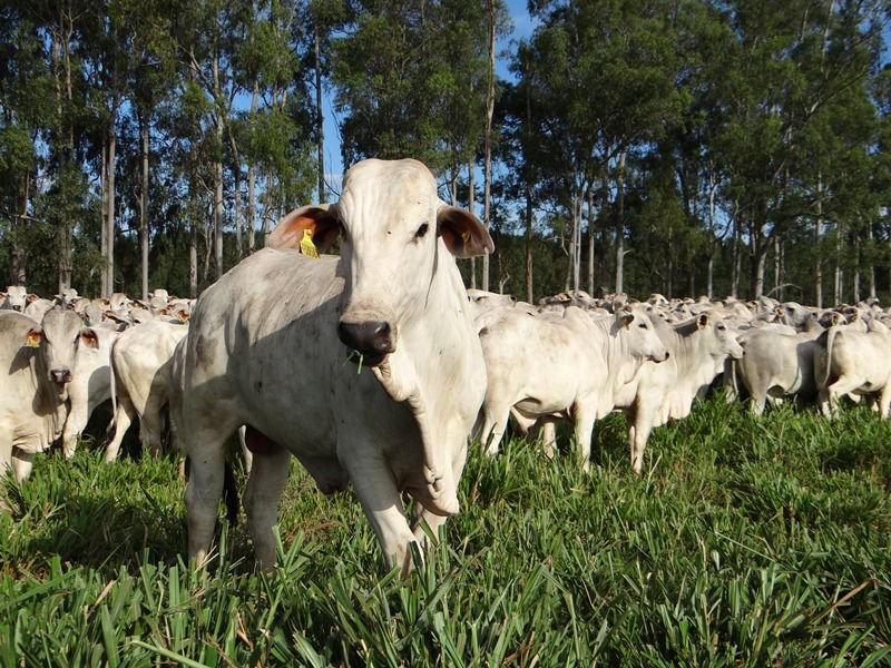 feedfood's tweet photo. Embrapa investe R$ 15 mi em cultivares de forrageira. Maior adaptação de solo e resistência as pragas são diferenciais 🐂🍃 https://t.co/dHoOESBrBG #feedfood #forrageira #capim #pasto #pastagem #bovinocultura #bovinoculturadecorte #bovinos #investimento #estudo @GadodeCorte https://t.co/DkH4sb6fGV