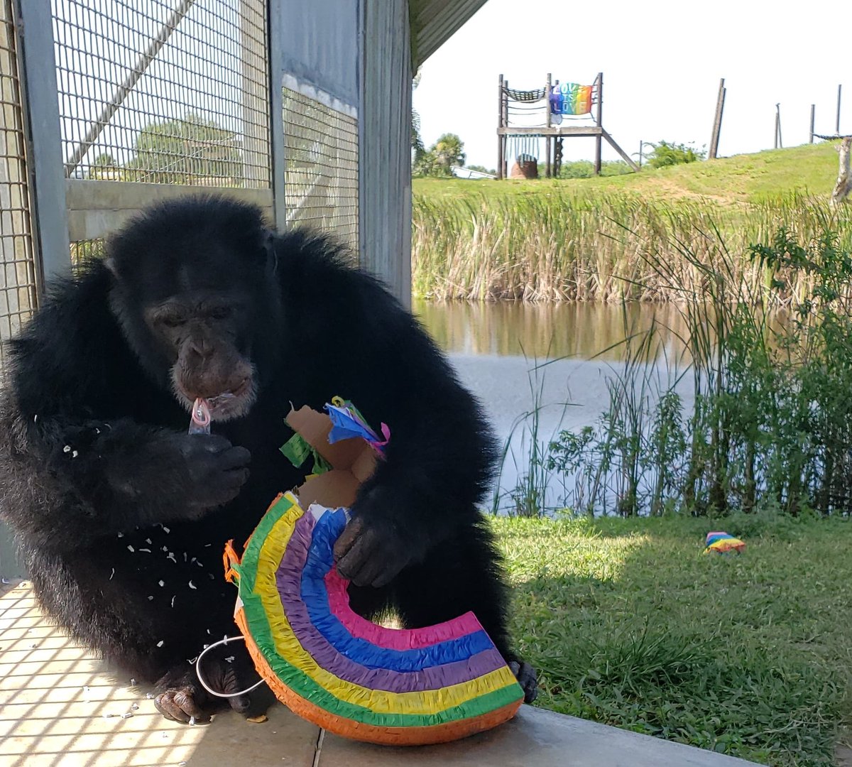 SaveTheChimps's tweet photo. #LoveIsLove and Ron's family celebrated with a #pride party! Happy #pridemonth! Full album: https://t.co/Z4fugpxkV2
#pride2019 #RonsFamily #chimp #chimpanzee #love #rainbow #celebration #chimpparty #jordanthechimp #lovewins #greatape #celebratepride #June #MelodyTheChimp #ape https://t.co/wibBMsaGuP