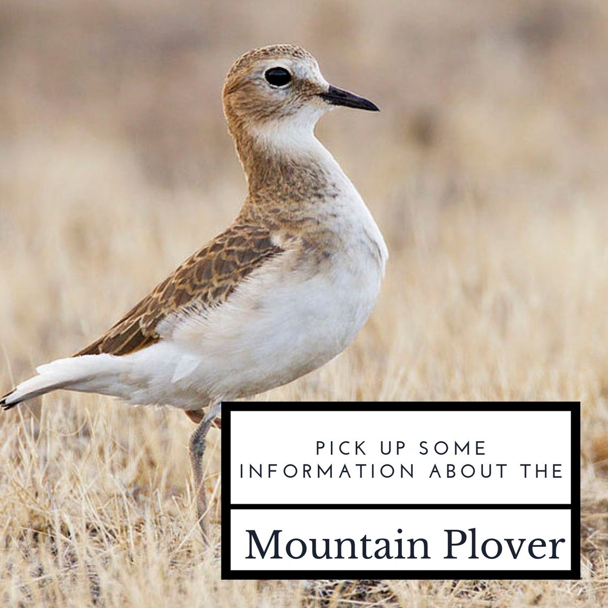 AMFFoundation's tweet photo. "When looking for a place to nest, Mountain Plovers will only choose areas with sparse vegetation or bare ground, preferring to nest near prairie dog towns." https://t.co/65x1ypkHWa #conservation #AMF #AprilMalmsteen #AprilMalmsteenFoundation https://t.co/BnYJ8wrvz3