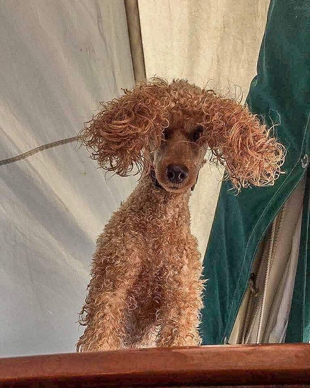 DeborahFelton03's tweet photo. Hey Mom, Come quick, I need to get back into the water. Some how my ball went over board again and is floating out to sea. I need to go get it!
.
.
.
.
.
.
#beautifuldogs #dogsthathike
#buzzfeedanimals
#sailingwithdogs #dailybarker
#Weeklyfluff #ruffpos… https://t.co/ModQE2HcHn https://t.co/giAiX8ila2