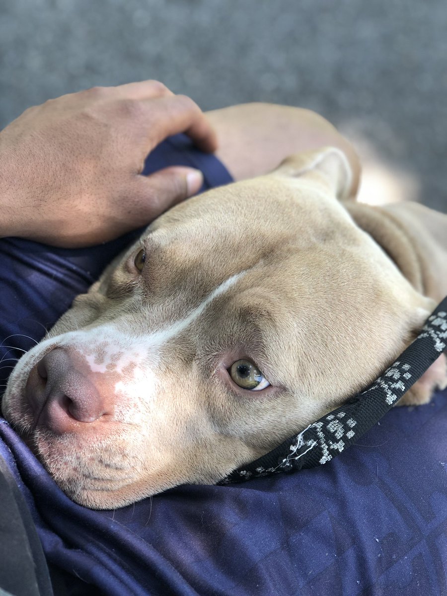 KyleMattison26's tweet photo. #pitpup https://t.co/WuqCOwTesj