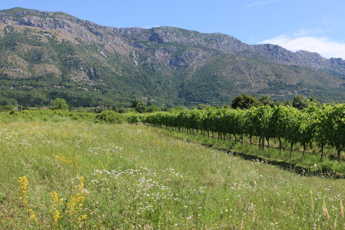 DrPaulKlotman's tweet photo. Today hiking the  Konavle valley from Gruda to Ljuta. Just a few kilometers from the boarders of Montenegro and Bosnia-Herzegovina. Southern most tip of Croatia. Great local wine &amp; olive oil producers.  Just used locally. Mostly merlot for reds and Malvasia for whites. #vacation https://t.co/IgkzpG17qI