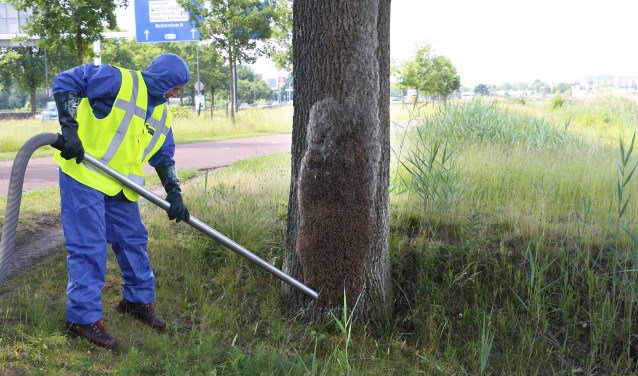 Processierups verstoort verkoeling: 'kom niet naar Galderse Meren' - bredavandaag.nl/lees/290519/ti…