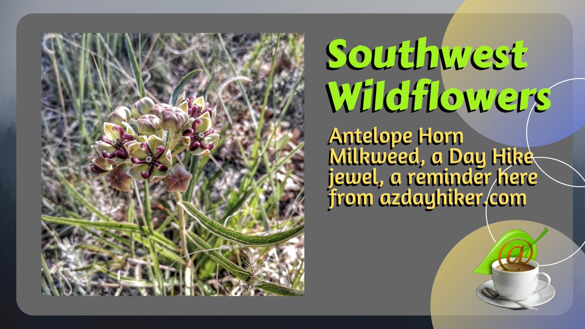 nazstuff's tweet image. Asclepias asperula is a species of milkweed native to the Southwestern United States and northern Mexico. Its common names include antelope horns, green-flowered milkweed, and spider antelope horns. Is a good food source for Monarch butterfly caterpillars.
