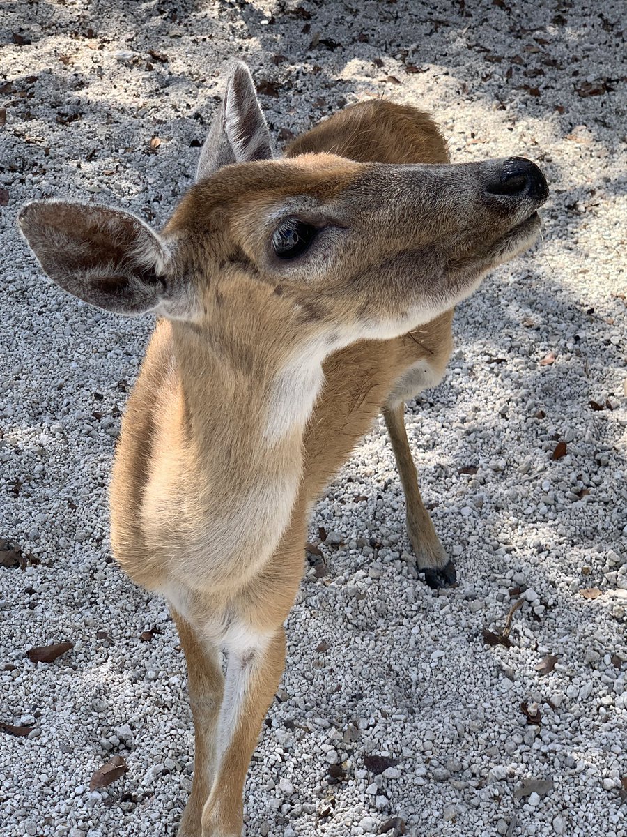 barbiedoll_eyw's tweet image. Well hellloooo there! #keydeer #bigpinekey ❣️