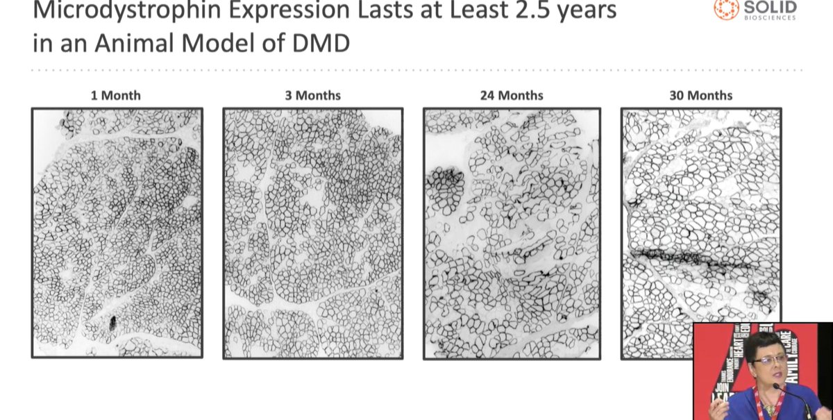 $SLDB dog biopsies 1-30 months after SGT-001. Difference in magnification or muscle hypertrophy?