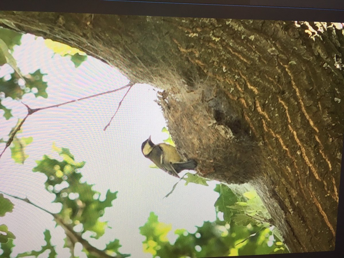 De hoofdprijs! Dit wil je hebben! Een koolmees die een nest van de eikenprocessierups aan het leegeten is. Regie: <a href="/ArnoldvanVliet/">Arnold van Vliet</a> Camerawerk: myself. 😇Vanavond in het <a href="/OmroepGLD/">Omroep Gelderland</a> tv-nieuws.