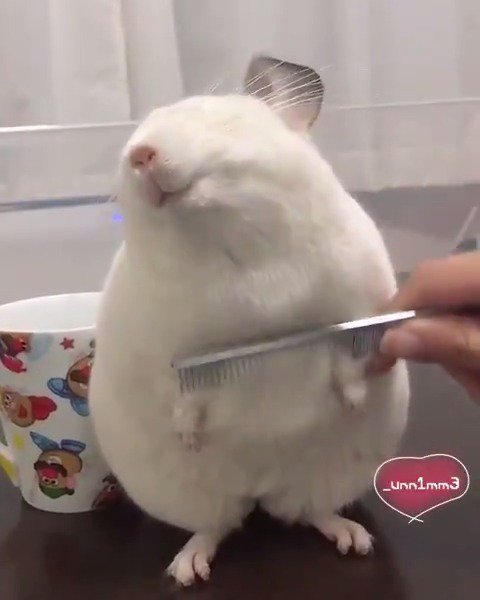 こんな気持ちよさそうなチンチラみたことない 話題の画像プラス