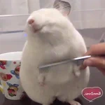こんな気持ちよさそうなチンチラみたことない!