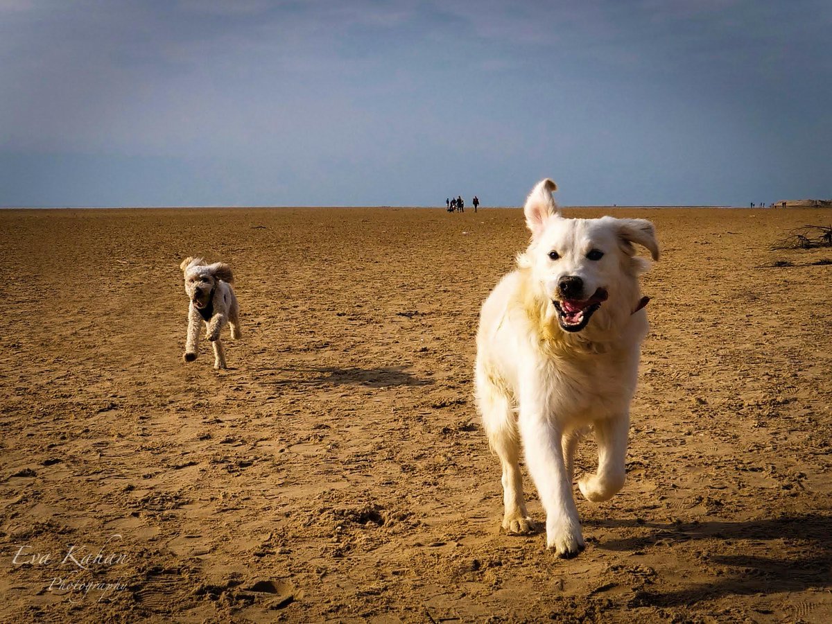 JamesDewhurst_'s tweet photo. According to Twitter analytics, a staggering 99% of our followers are dog lovers! Quick count, please comment below if you are one of them. Photo courtesy of our very own Eva Kahan. Happy Friday everyone! #doglovers #dog #FridayFeeling https://t.co/yJwAHkb9mo