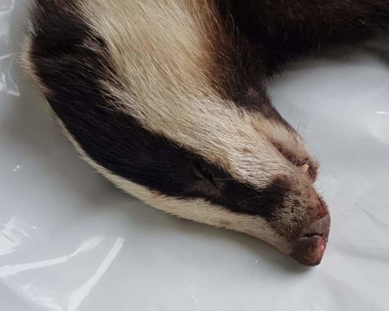 Aangereden dier blijkt Das te zijn: VAN EWIJCKSLUIS – Donderdag kreeg de dierenambulance Den Helder-Hollands Kroon een bijzonder telefoontje. Het betrof een melding over een aangereden dlvr.it/R7RBvY