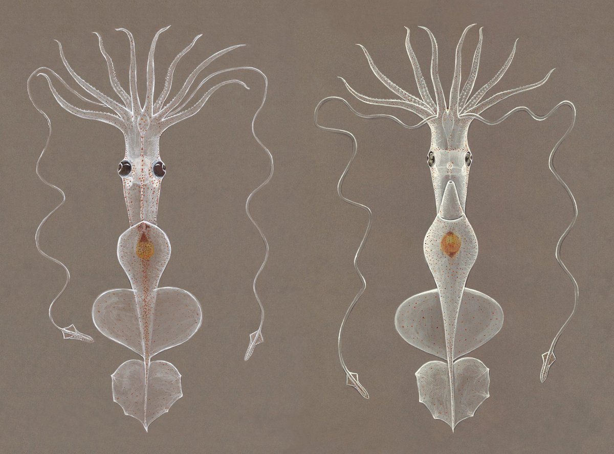 cefafalopodo's tweet photo. @jethroreading32 @ALCESonline By the way: my drawing of Grimalditeuthis, mostly based on the damaged immature female I dissected earlier this year, the Joubin illustration and the @MBARI_News video. https://t.co/OZFuWthEUl #cephalopod #squid #sciart #scientificillustration https://t.co/8r1YQlGP31