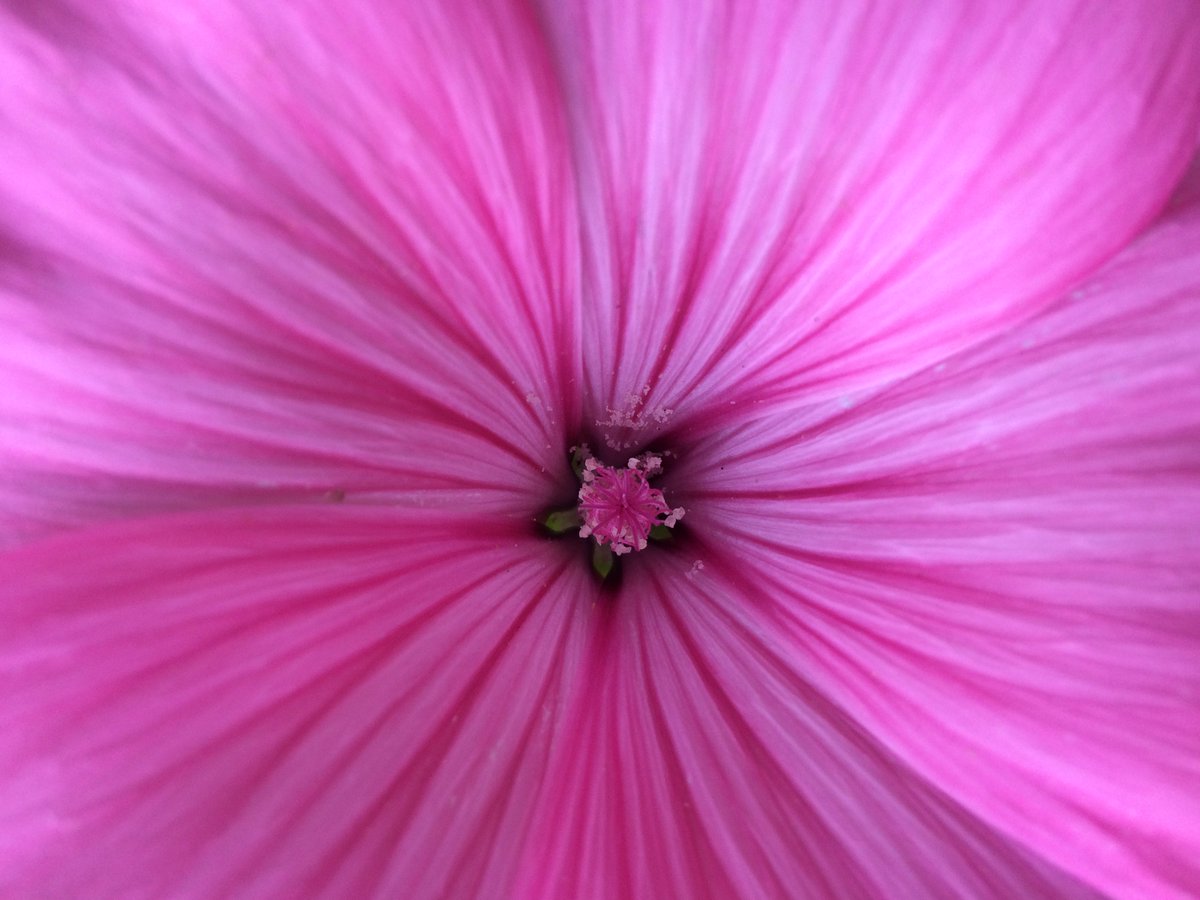 ESlovenica's tweet photo. #naturephotography #slezenovec #malva #herbs #nature #traditionalmedicine #health #herbaltea
Danes se je na mojem vrtu prebudil rožni in zdravilno pobožni slezenovec ...
THINK PINK https://t.co/vjt4ZnnENo
