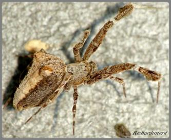 Toutes les araignées produisent du venin sauf une famille : celle des Uloboridae, contenant par exemple Uloborus plumipes (photo 1) et Uloborus walckenaerius (photo 2), la première étant facilement trouvable chez les jardineries exotiques.