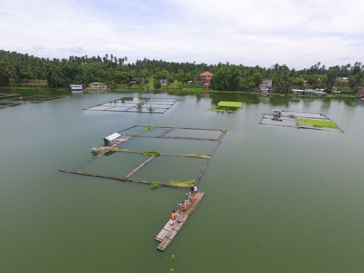 IPA_ECN's tweet photo. #fieldwork in the #phillipines. Check out Wayne Bannister's fantastic #instagram post (@ipaecn) on the #tropical #lakes of #SanPablo with @charlybriddon1 @Suz_McG @UoNGeography @NUSingapore @queensu @UST1611official #phdchat For more: https://t.co/Nd8cRgKcb7 https://t.co/6o3BRTsBKe