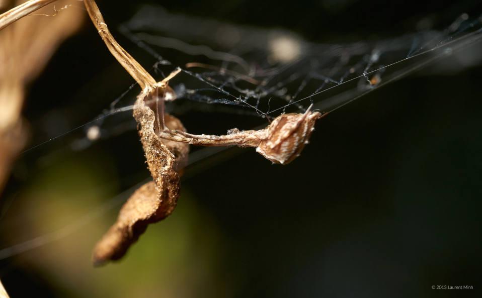 Toutes les araignées produisent du venin sauf une famille : celle des Uloboridae, contenant par exemple Uloborus plumipes (photo 1) et Uloborus walckenaerius (photo 2), la première étant facilement trouvable chez les jardineries exotiques.