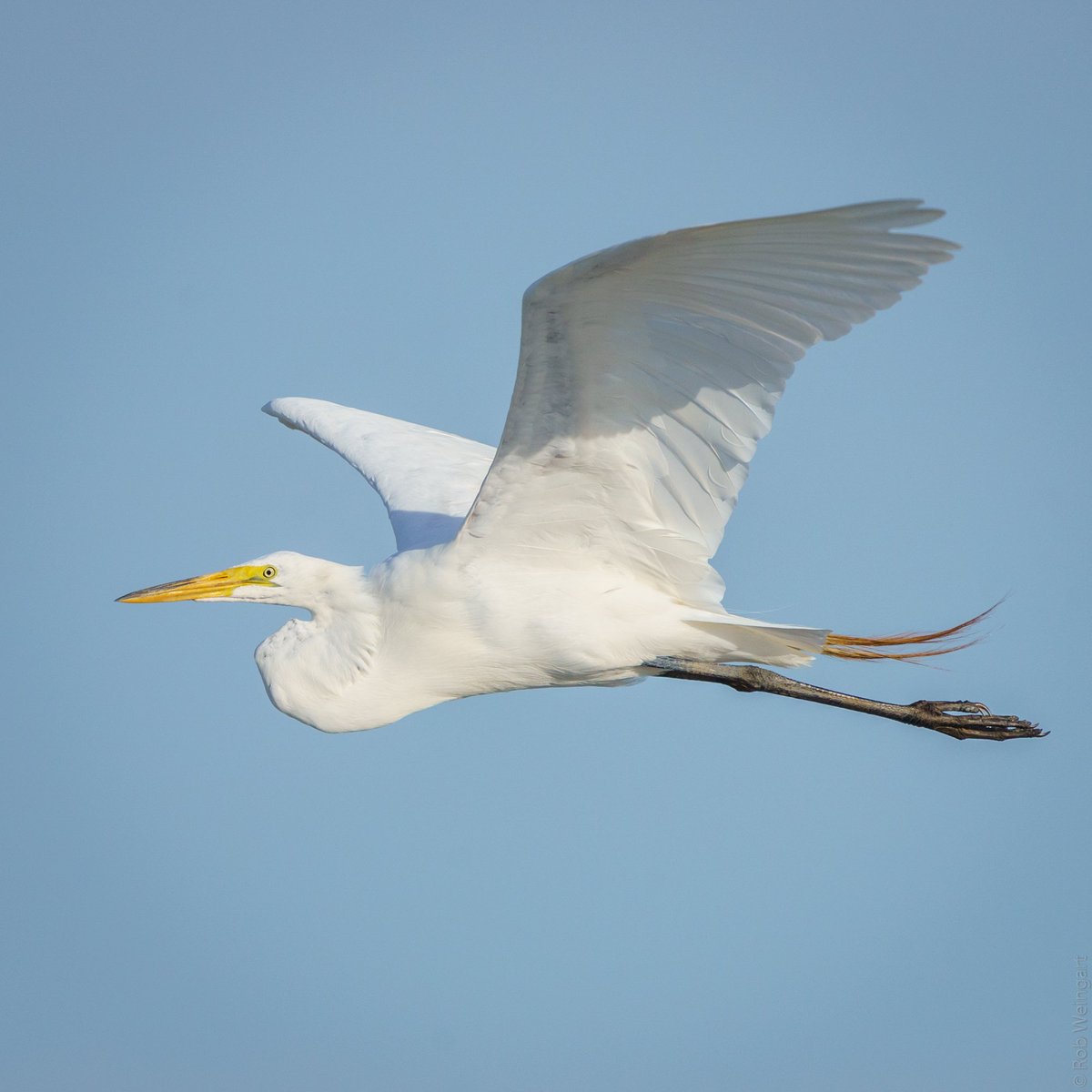 subtraho's tweet photo. Great Egret - #InFlightFriday
#greategret #egret #suchgrace
#wildlife #wildlifephotography #birding https://t.co/ziLIJ98929