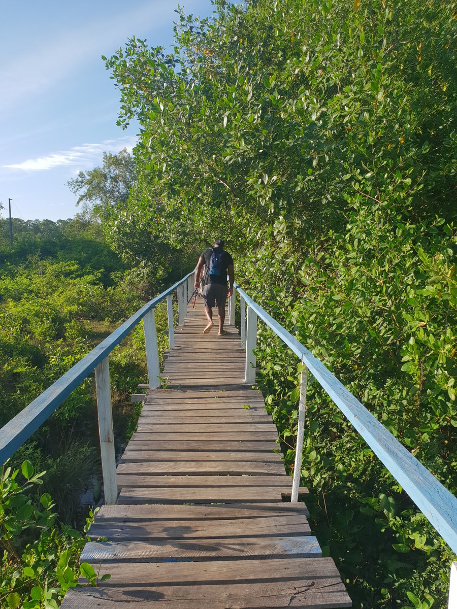 Walking down the path of adventure. Which part of Marajo do we explore next? #travel #adventure #Brazil #Para #Marajo #beach #islandlife #trek #backpacking #boatlife #island #instagood