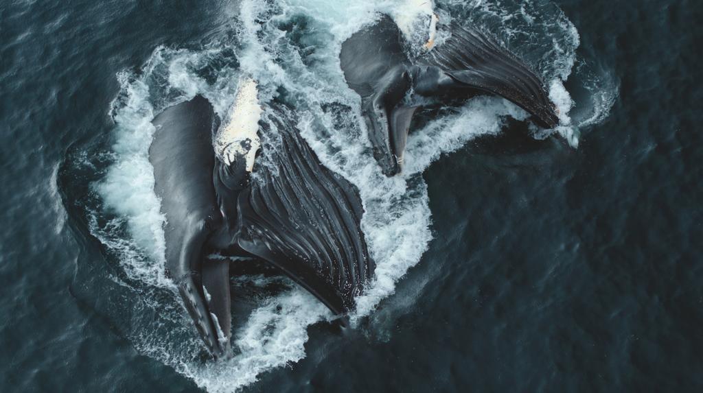 FeedZineSocial's tweet photo. After lending its services to Netflix's #OurPlanet and BBC1's #Dynasties, @filmsat59 has switched its #storage to meet the rising demand in 4K natural history programmes. Find the full details in #FEEDMagazine's latest edition:
https://t.co/jwndLbsKom
#FEED #digitalmagazine https://t.co/YKzz0tGjWO
