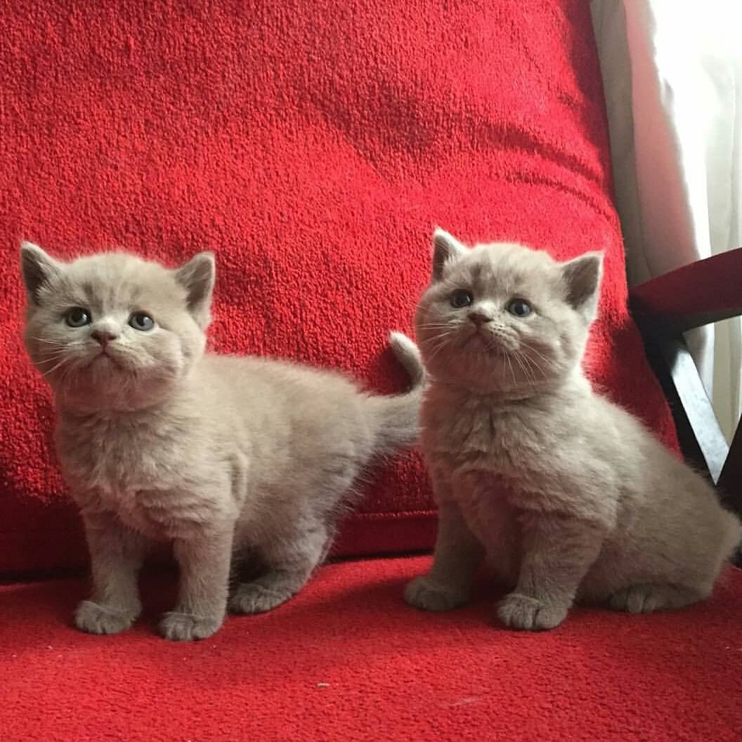 Did someone say breakfast?
#catlovers #mr_houdini_cat
