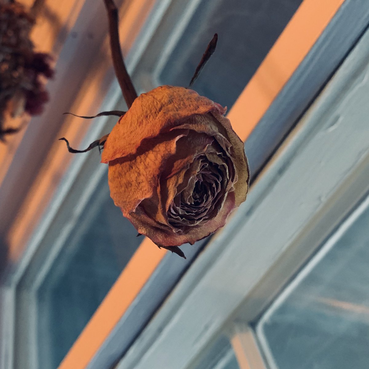 alliemerrick's tweet photo. Beautiful in life and death. #driedflowers #therepurposedlife https://t.co/51sVeeAOX2