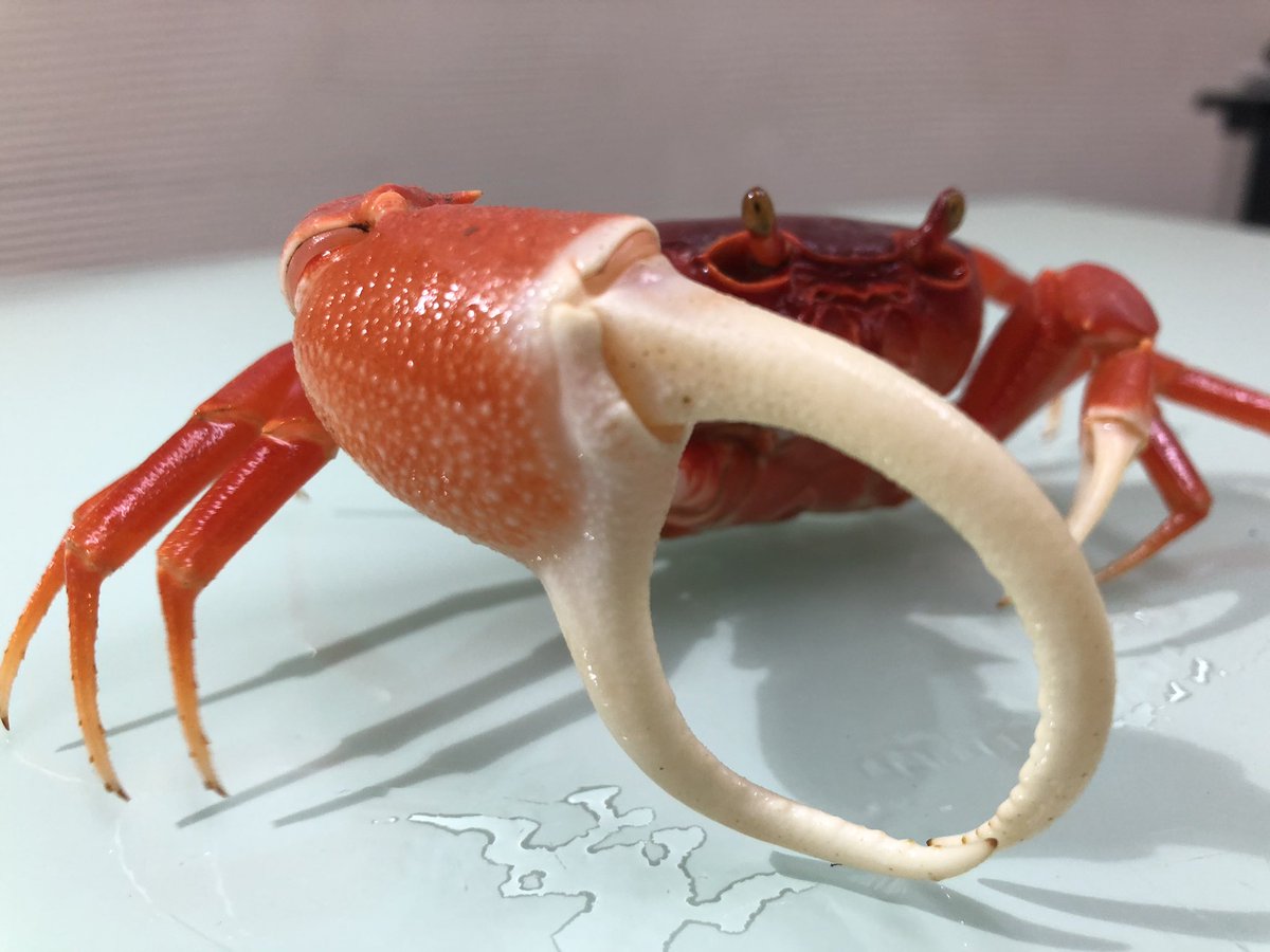 ✨新着✨✨ クワガタ以外のいきものを間に挟みましょう、カニだけに