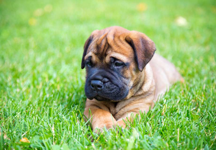 Can't wait for this little guy 😍