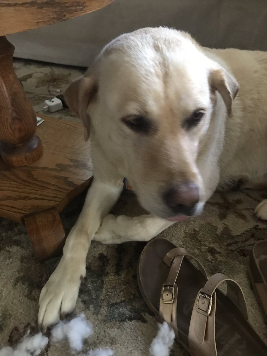 danieldmorris11's tweet photo. @dog_rates Seeley. Prime suspect #1 https://t.co/fnP6mFomaJ
