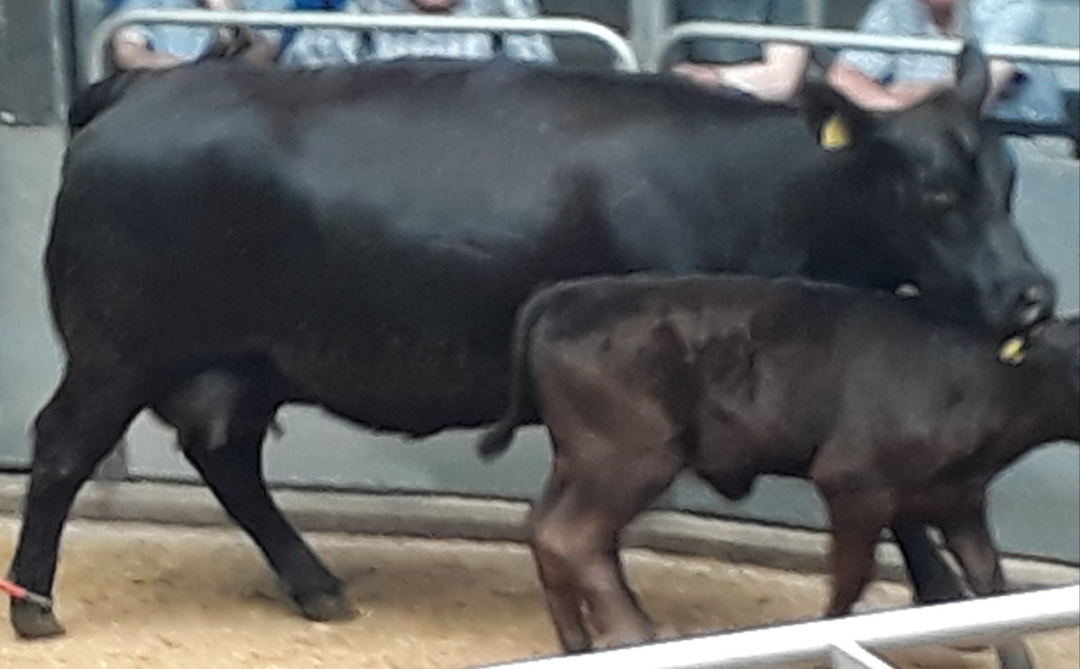 Jean_BSIB's tweet photo. Great example of various breeds and how genetics can alter outcomes.
All heifers and calves in photos are of similar age.
 #farming #agriculture #ANMGroup #Thainstone #BSIB #brokerofchoice #cattle https://t.co/fva3X2qsDR