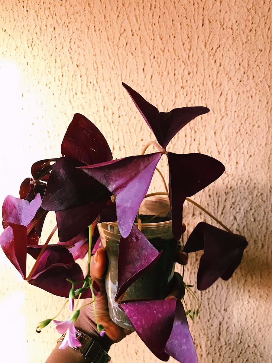 A little color ain’t hurt nobody. Let’s welcome to the family this beautiful Oxalis Triangularis. This beauty closes like an umbrella at night and when disturbed.