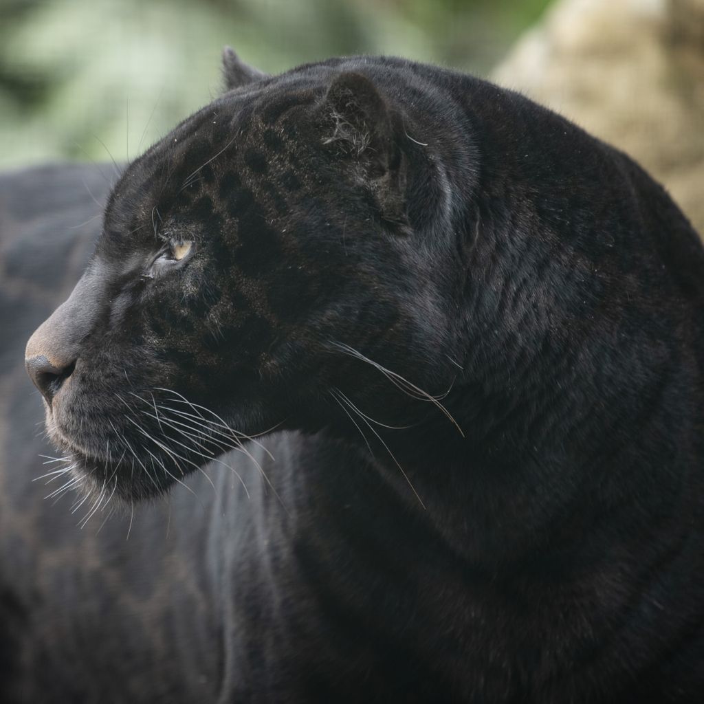 Today is a very special day as we’re celebrating Neron’s 2nd birthday, the first of which he has been a member of #TheBigCatSanctuary family! 🎉
Born in Amsterdam in 2017, Neron joined us in late 2018. Please join us in wishing him the biggest happy birthday! 🎈 #felinefriday