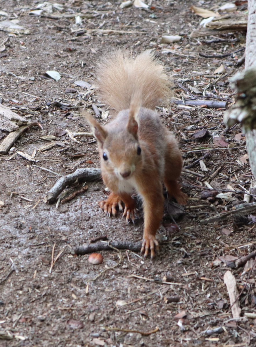 hp88's tweet photo. Cute red squirrel I met today 
#MakeFridayBetter https://t.co/mif7EHmMPr