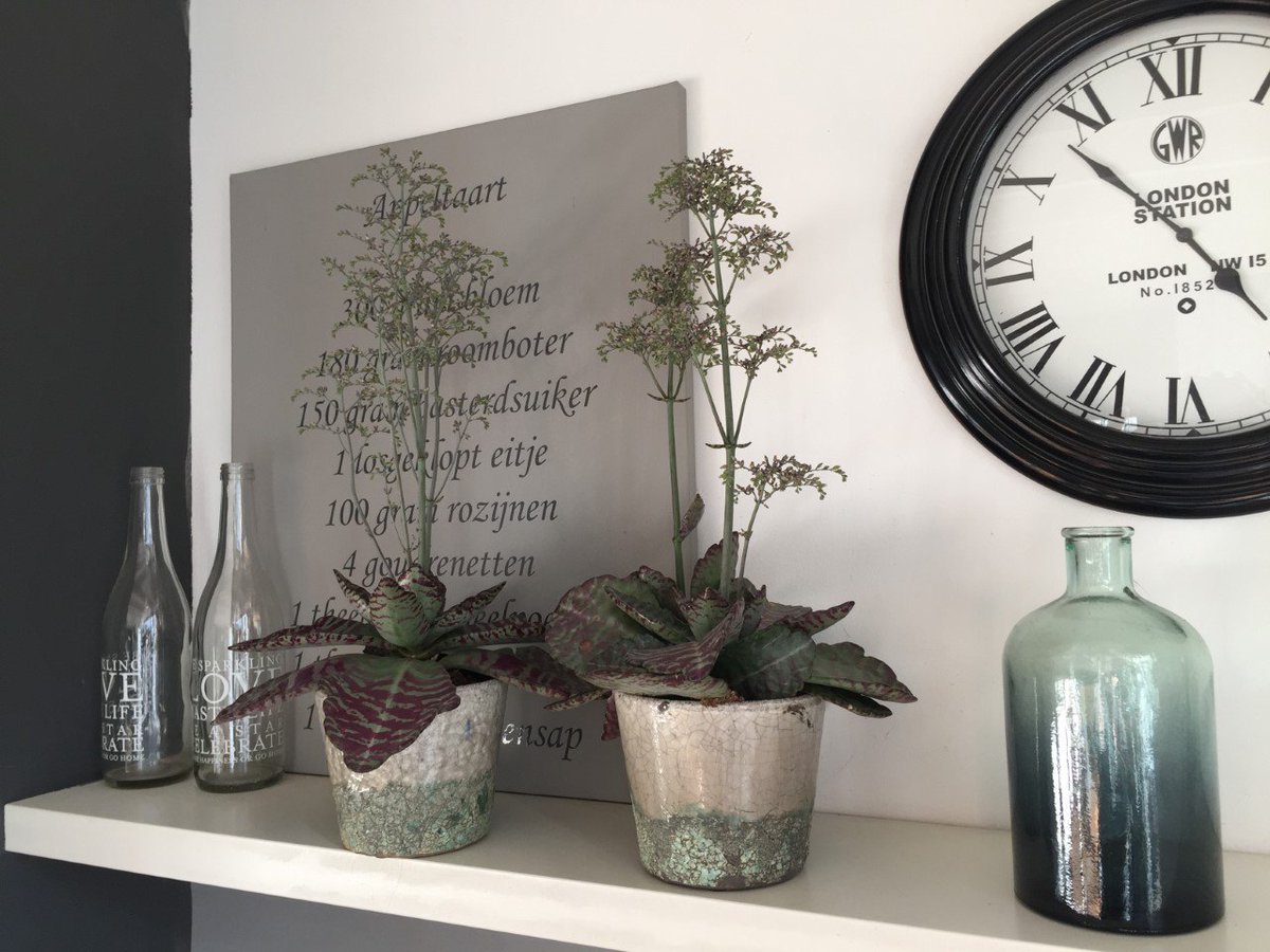 VilosaPlants's tweet photo. Maak kennis met Dessert Surprise! Haar bladpatroon matcht bij de donkerpaarse kleur van haar bloemen, wat de Kalanchoë laat opvallen in ons Specialty assortiment.
#Vilosa #Growingdelight #kalanchoe #KalanchoeGarden #instaplants https://t.co/pilXr0UAyj