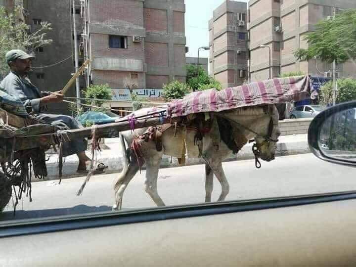انسان يرفق بحيوان وهناك انسان الحيوان برئ منه