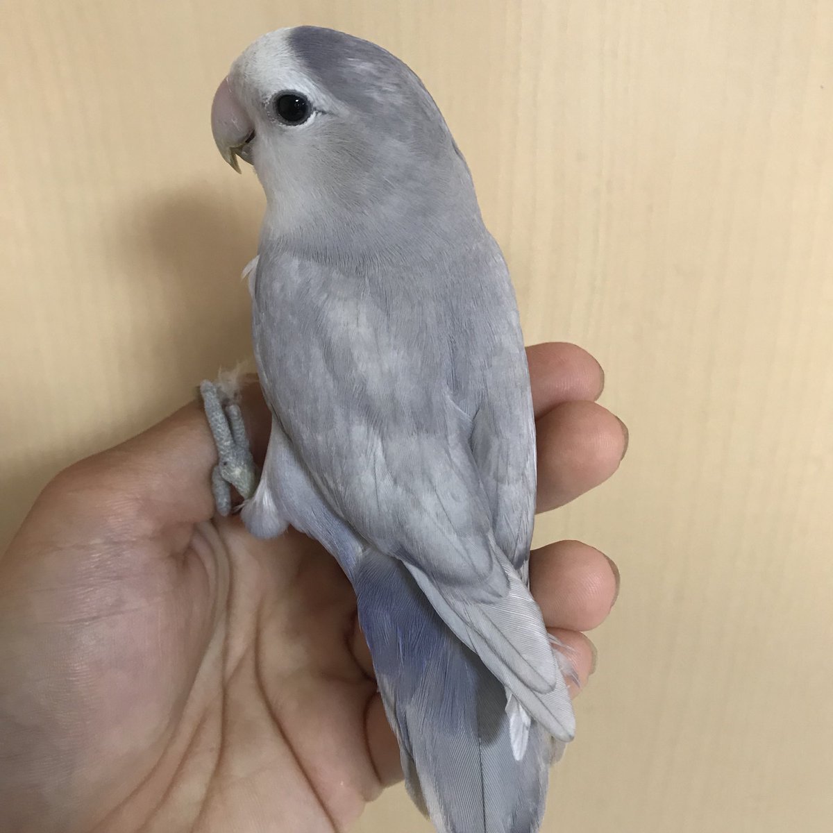 Wildfacesavannah コザクラインコ バイオレットスパングル めちゃカッコいい色ですね笑 コザクラインコ インコ 雛 バイオレットスパングル スパングル Wildfacesavannah コザクラインコ バイオレットスパングル めちゃカッコいい色ですね笑 コザクラインコ インコ 雛 バイオレットスパングル スパングル