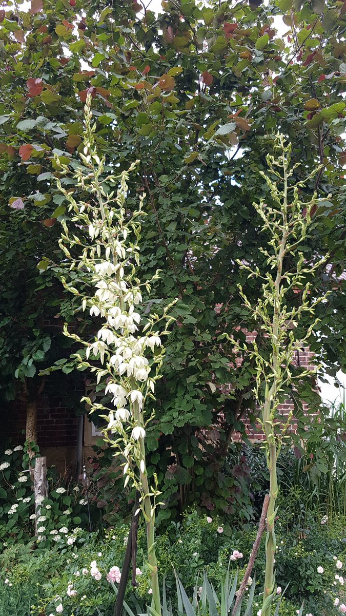 Yuccapalmenhöhenrekord